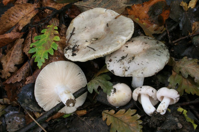 Russula da determinare. (Russula medullata?)